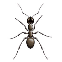 Ant Control Lynn Haven FL