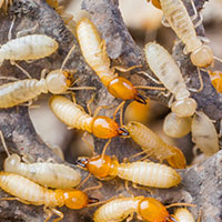 Termite Control in Panama City Beach & Lynn Haven FL